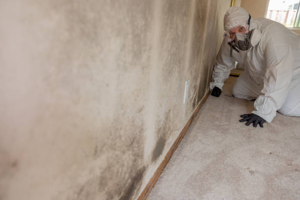Best Mold Odor Removal Services  in Brigham City, UT